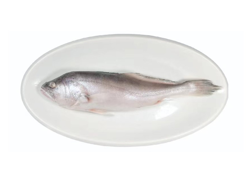 拉菲大黄鱼